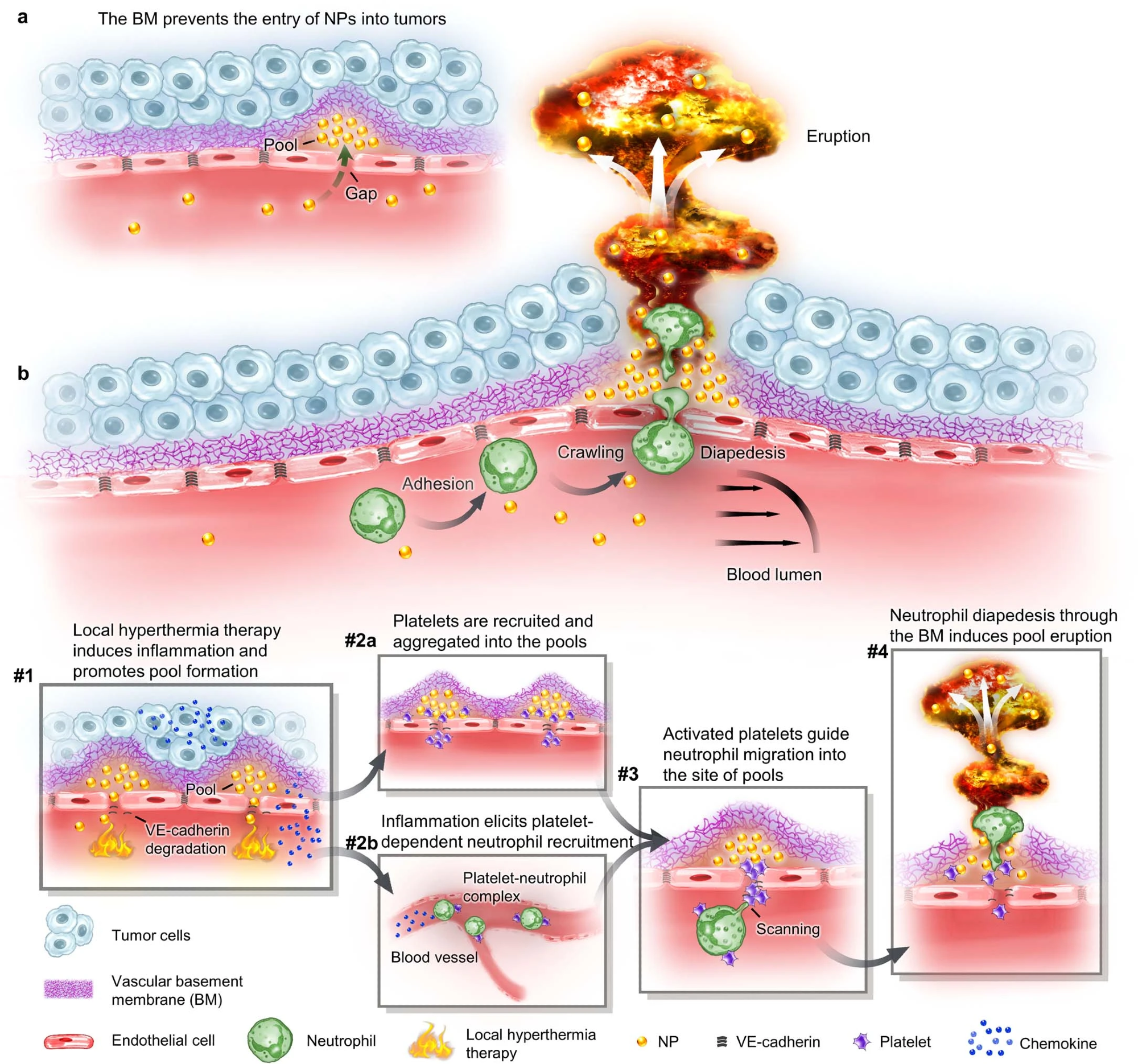 Discovering New Ways to Boost Nanoparticle Delivery to Tumors