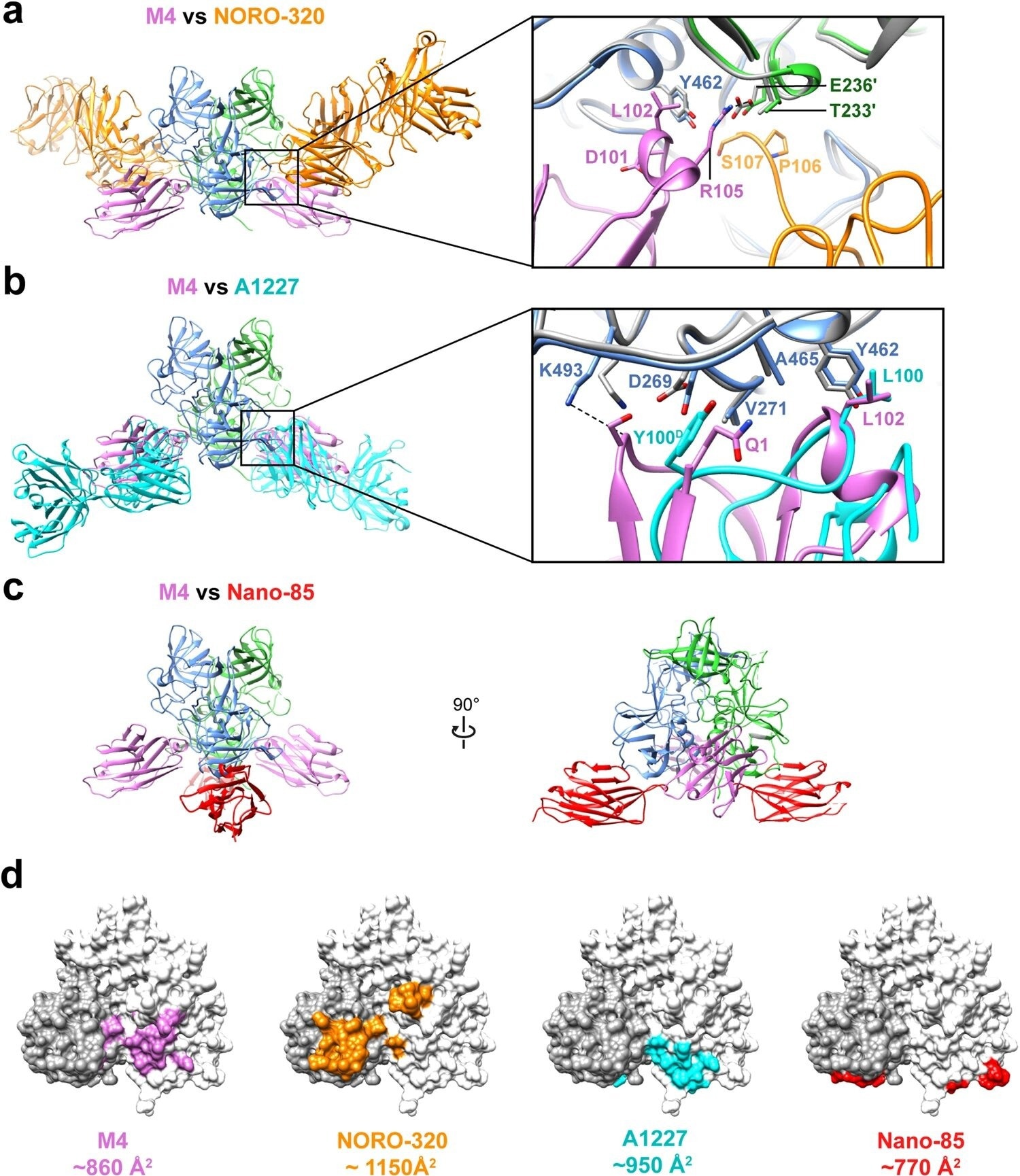 Enhancing Human Anti-Viral Treatments via Neutralization of Human Noroviruses