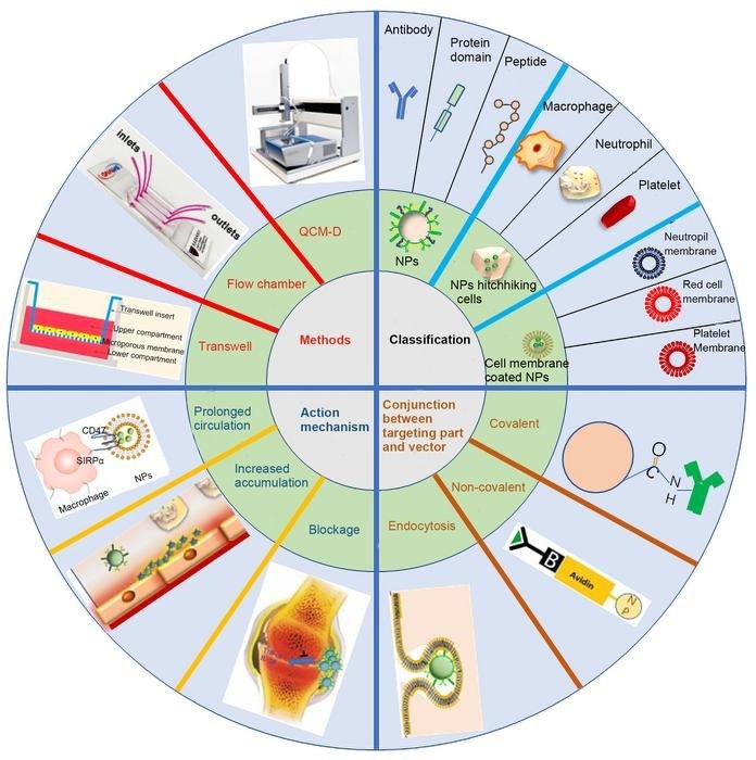 Nanoparticle-Based Drug Delivery System for Inflammation Treatment