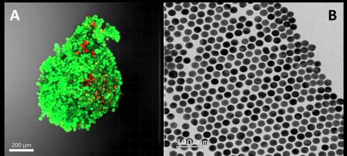 Using Nanotechnology to Study Tumor Physiology