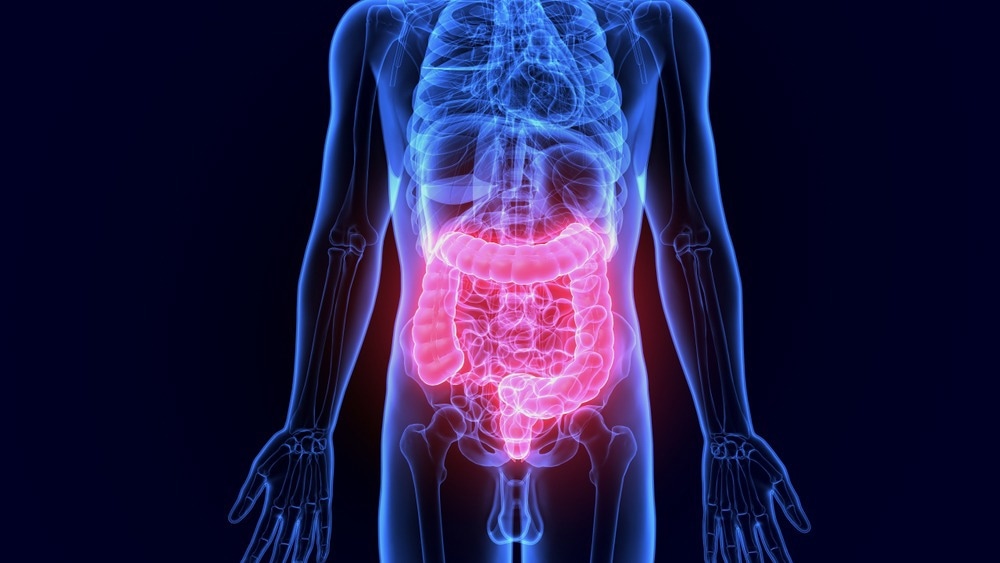 3D illustration of Large Intestine, Part of Digestive System.