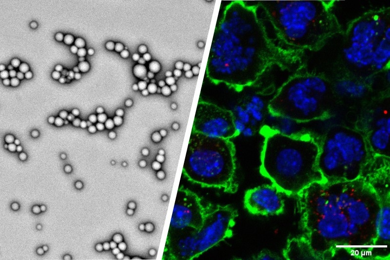 Improving Cancer Immunotherapy Systemic Delivery