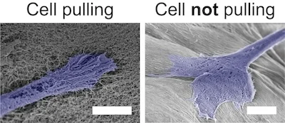 Engineering Tissue-Mimicking Material for Regeneration