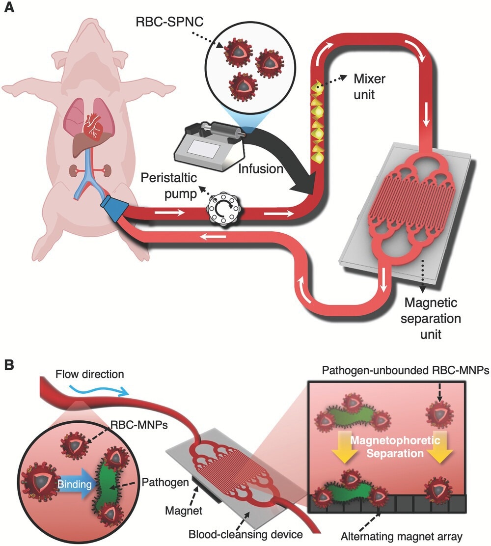 Magnetic Nanotech Removes Inflammatory Triggers from Blood