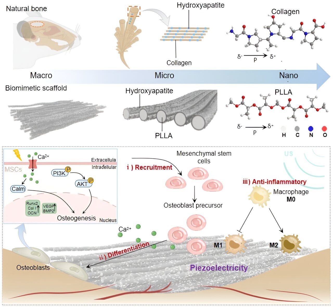 Piezoelectric PLLA Scaffolds Promote Bone Regeneration in Rats