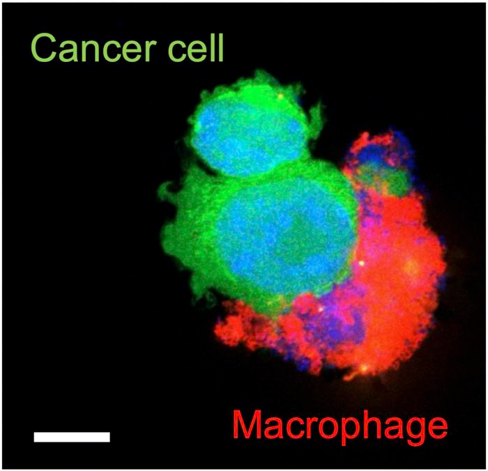 ‘Dual Action’ Treatment to Enhance Lung Cancer Treatment