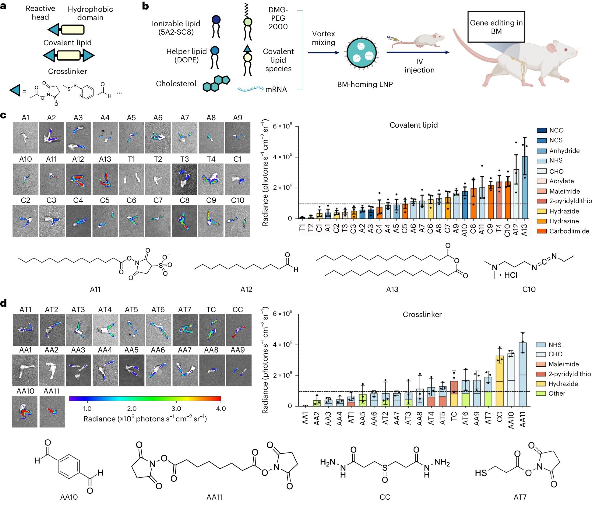 Discovery and development of BM-homing LNPs. a, Schematic of LNP preparation including covalent lipid species (covalent lipids and crosslinkers). b, Addition of a covalent lipid or crosslinker to the base-4-lipid LNP formulation leads to BM mRNA delivery and genome editing in a great breadth of unique BM cell types. c,d, Bioluminescence images of dissected femurs and summary of the average bioluminescence signal intensity on dissected femurs represented for covalent lipid (c) and crosslinker (d) molecular structures.