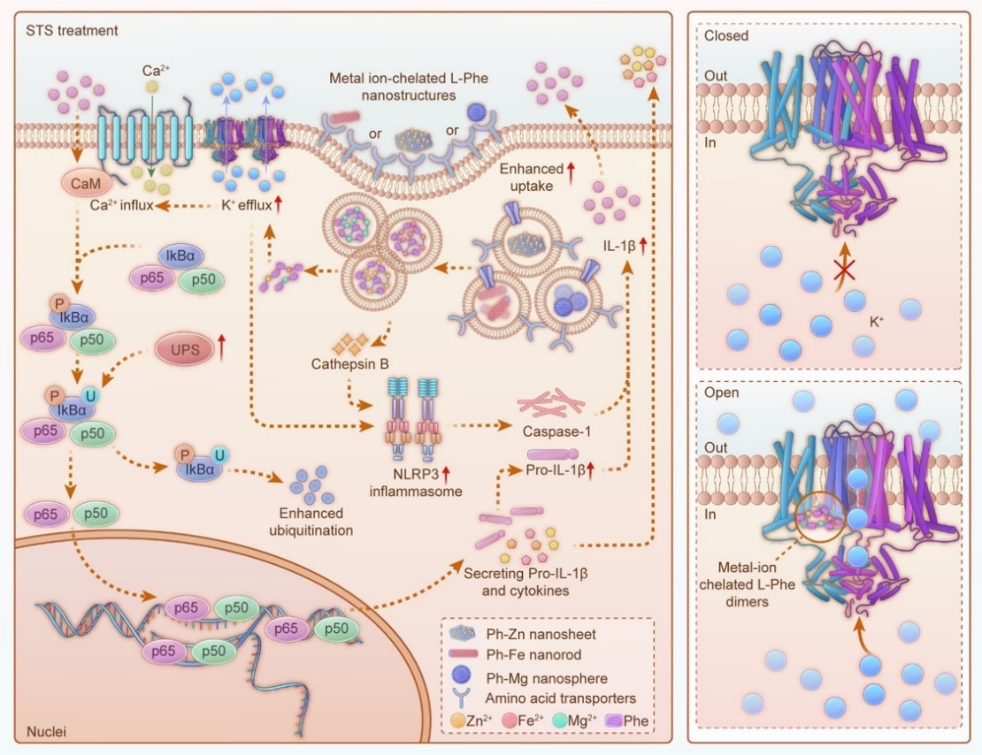Novel Nanomaterials Enhance Immune Checkpoint Blockade Therapy