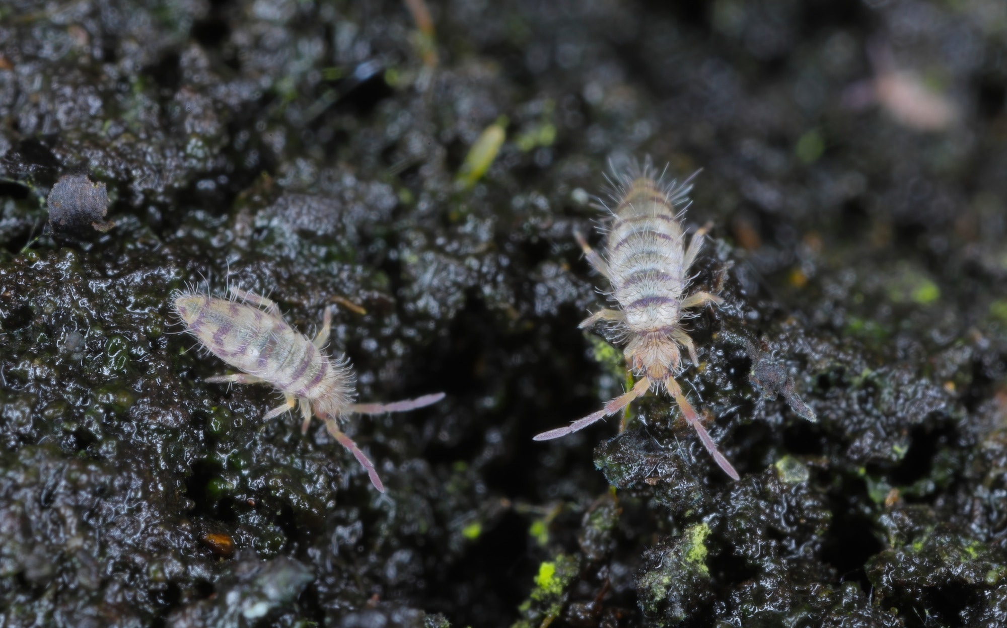 Springtail-Inspired Omniphobic Membrane for Enhanced Water Purification