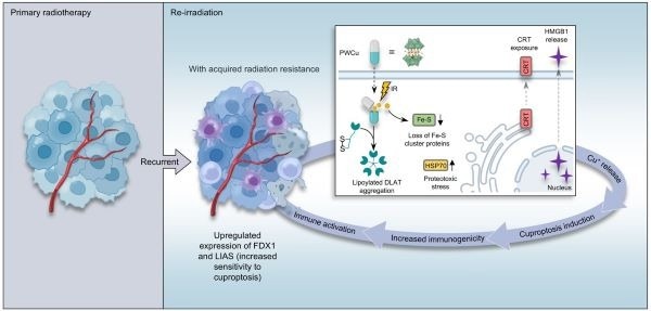 Nanoparticle-Mediated Cuproptosis Enhances Radiotherapy Efficacy