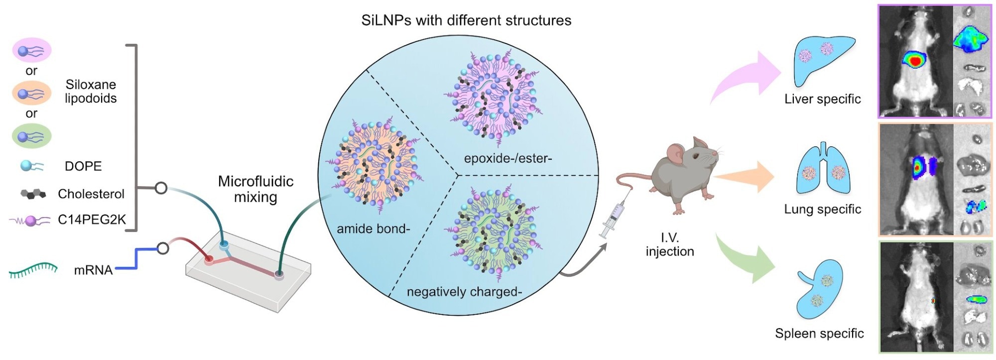 Optimizing LNP Delivery for Therapeutic Applications