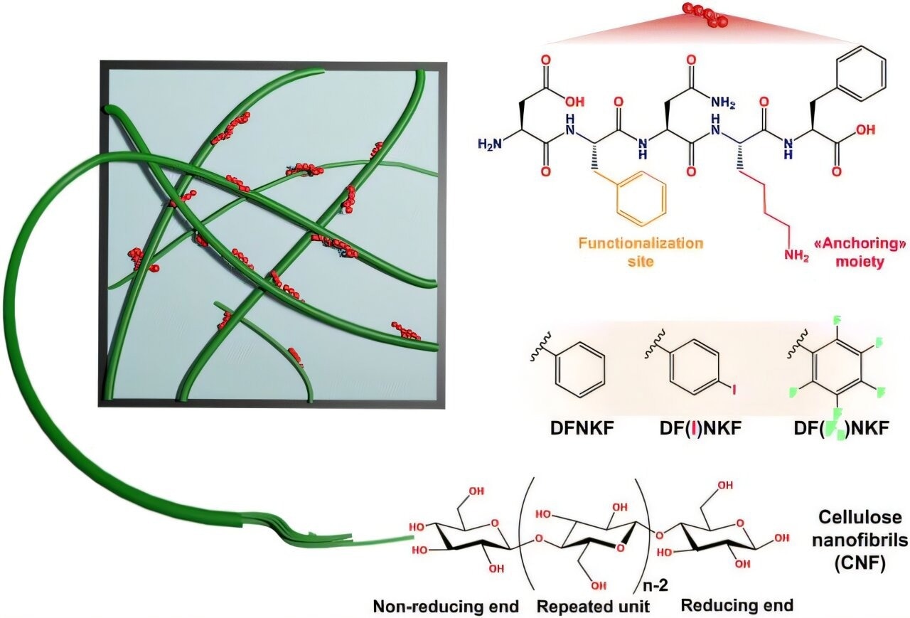 Peptide-Enhanced Nanocellulose for High-Performance Materials