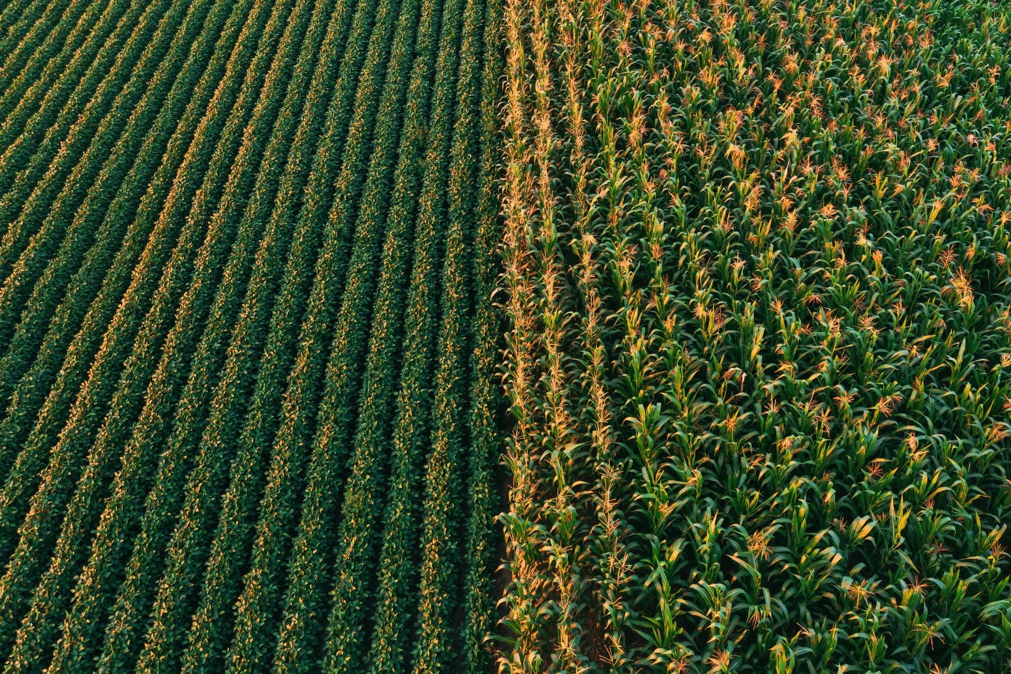 Graphene Oxide Coating Boosts Maize Seedling Growth