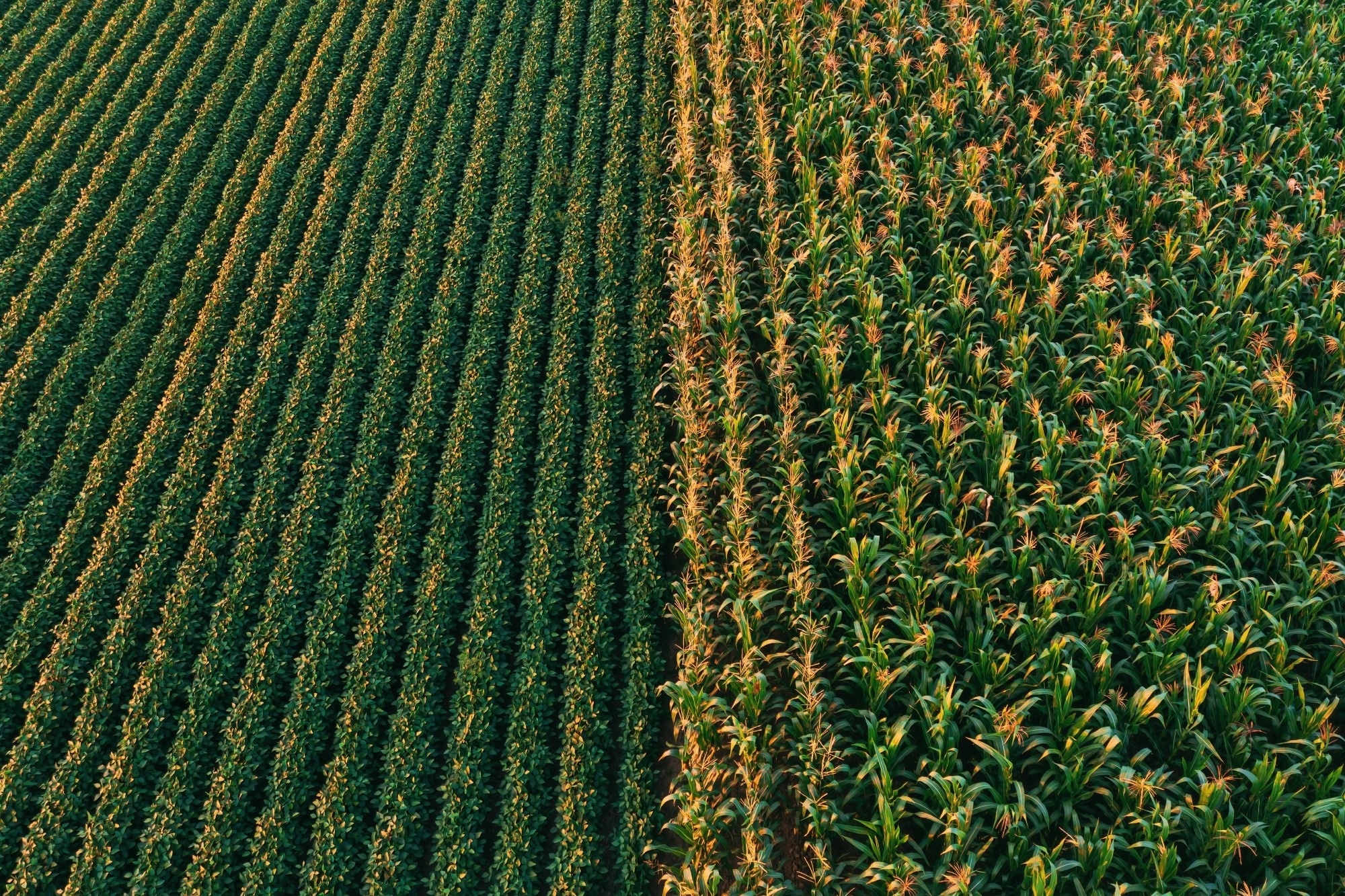 Aerial shot of cultivated soybean and corn field from drone.