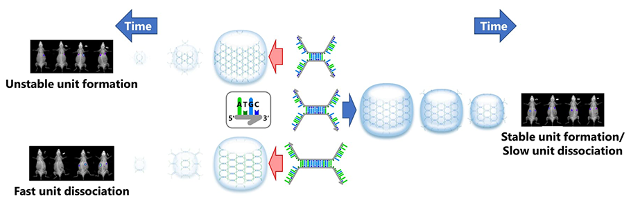 Takumi-shaped DNA nanostructures