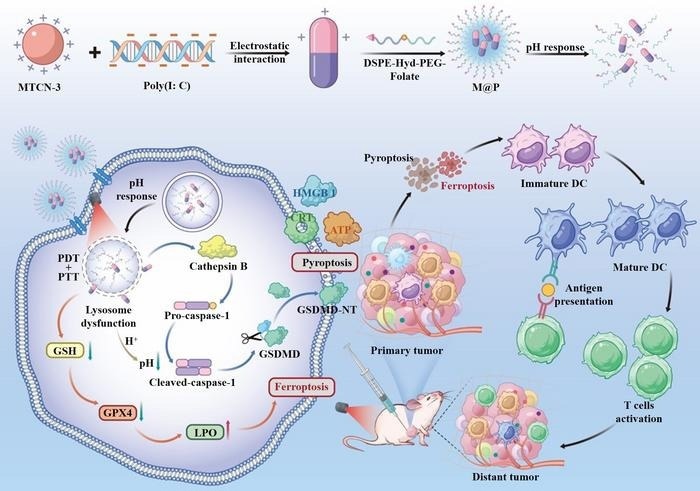 Illustration of multifunctional nanoplatforms M@P inducing cancer cells pyroptosis and ferroptosis for cancer photoimmunotherapy. Nanoplatforms M@P is constructed by self-assembly of photosensitizer MTCN-3 and immunoadjuvant Poly(I: C), which are further encapsulated in amphiphilic polymers. This resulting nanoplatform has the characteristics of cancer cell targeting and pH response. After targeting lysosomes, M@P can cause lysosome dysfunction through the generation of reactive oxygen species and heat under light irradiation, triggering pyroptosis and ferroptosis of tumor cells, achieving immunogenic cell death, and further enhancing immunotherapy through the combined effect with the immunoadjuvant Poly(I: C).