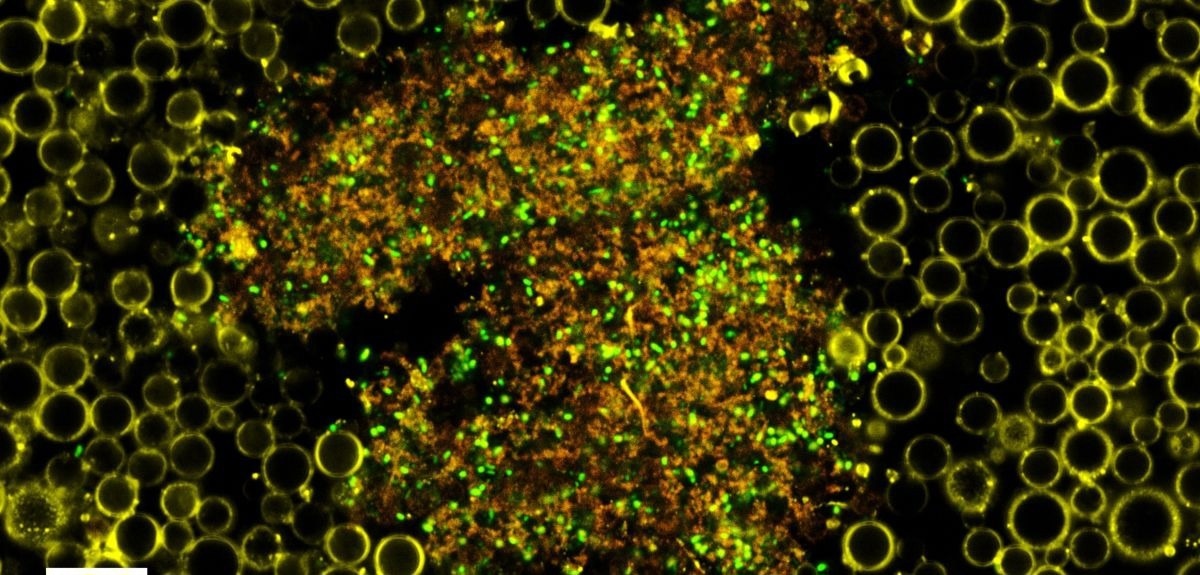 nanobubbles