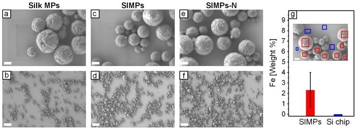 Scanning electron microscope (SEM) images of MPs. Representative (c) high and (d) low magnification images depict SIMPs with IONPs conjugated with GSH.