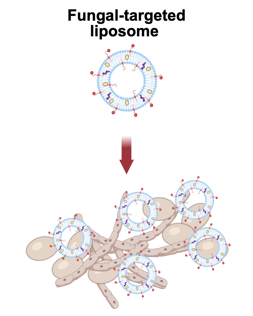 By “decorating” a liposome with a peptide that