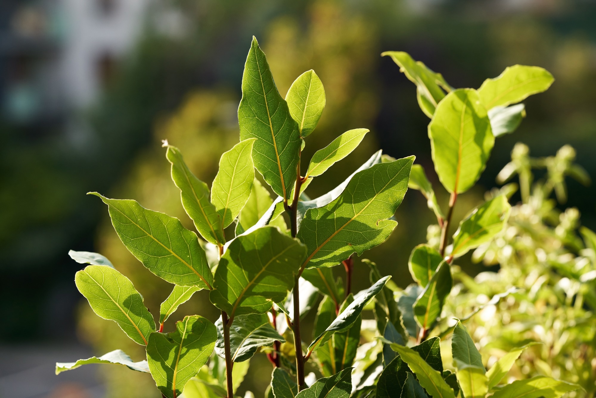 Fresh bay leaf plant growing outdoors in a garden