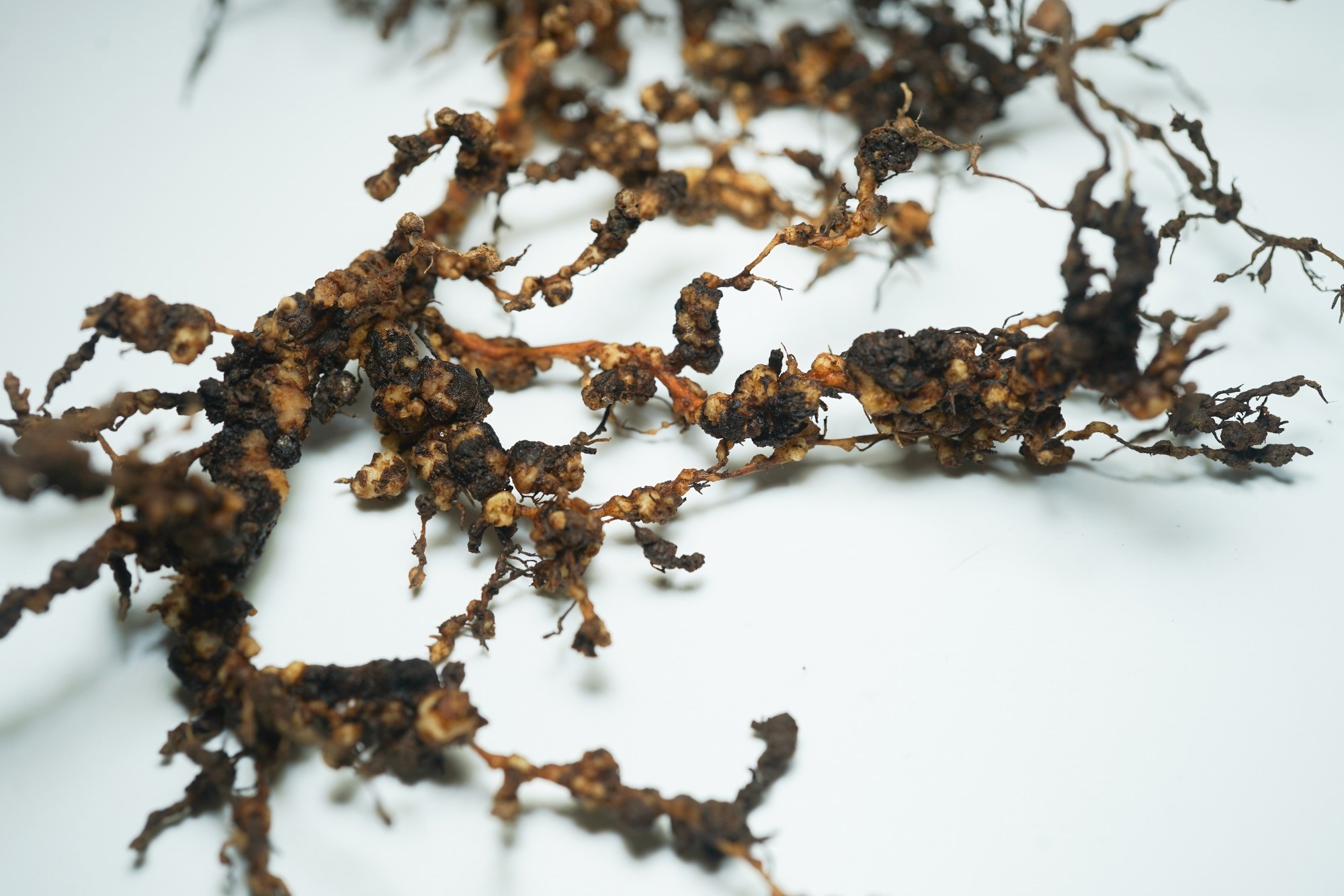 Nano-Formulations Boost Plant Growth and Inhibit Nematode Production