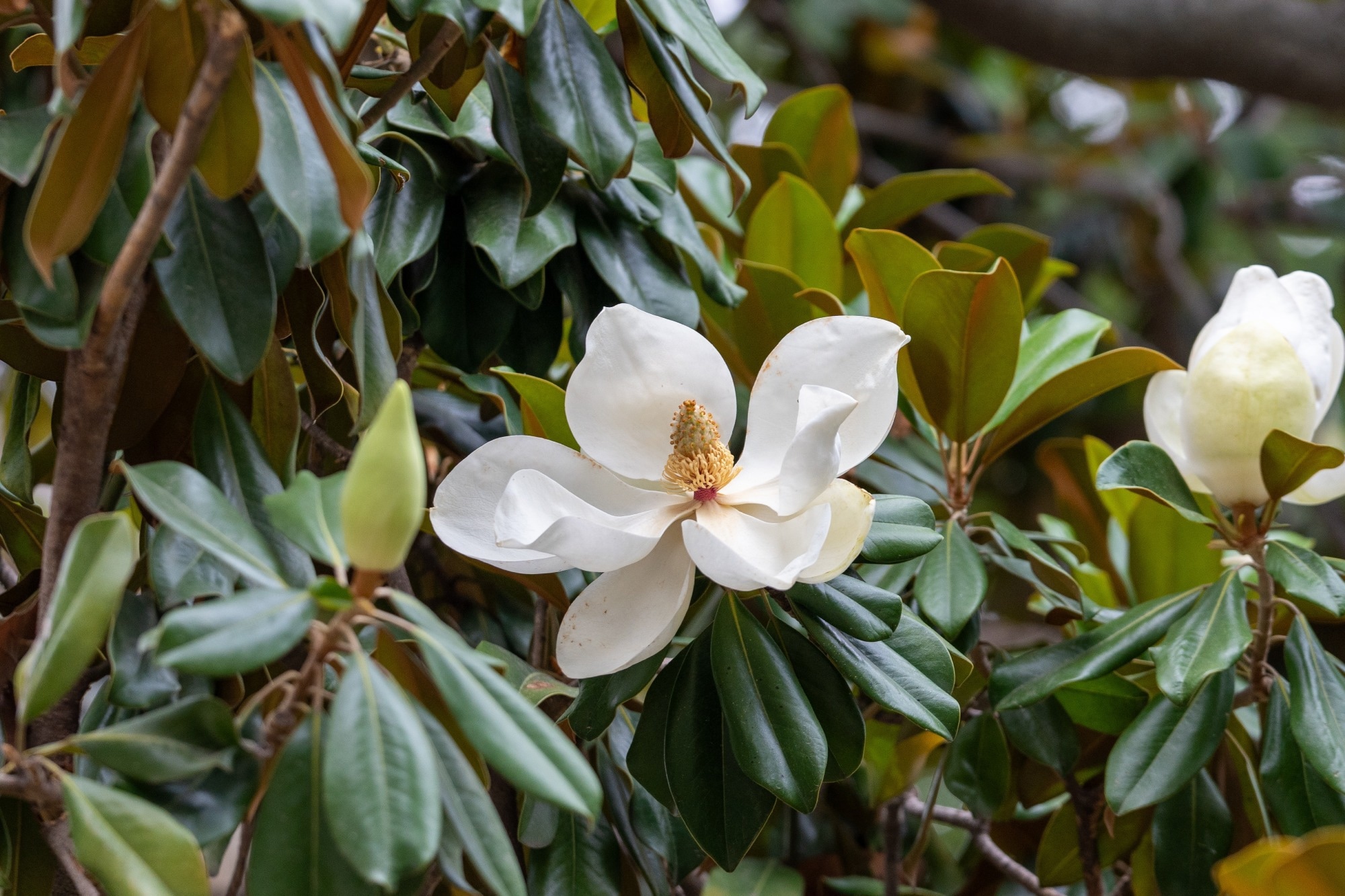 Plant-based Silver Nanoparticles Made From Magnolia Leaves For Medical and Environmental Applications