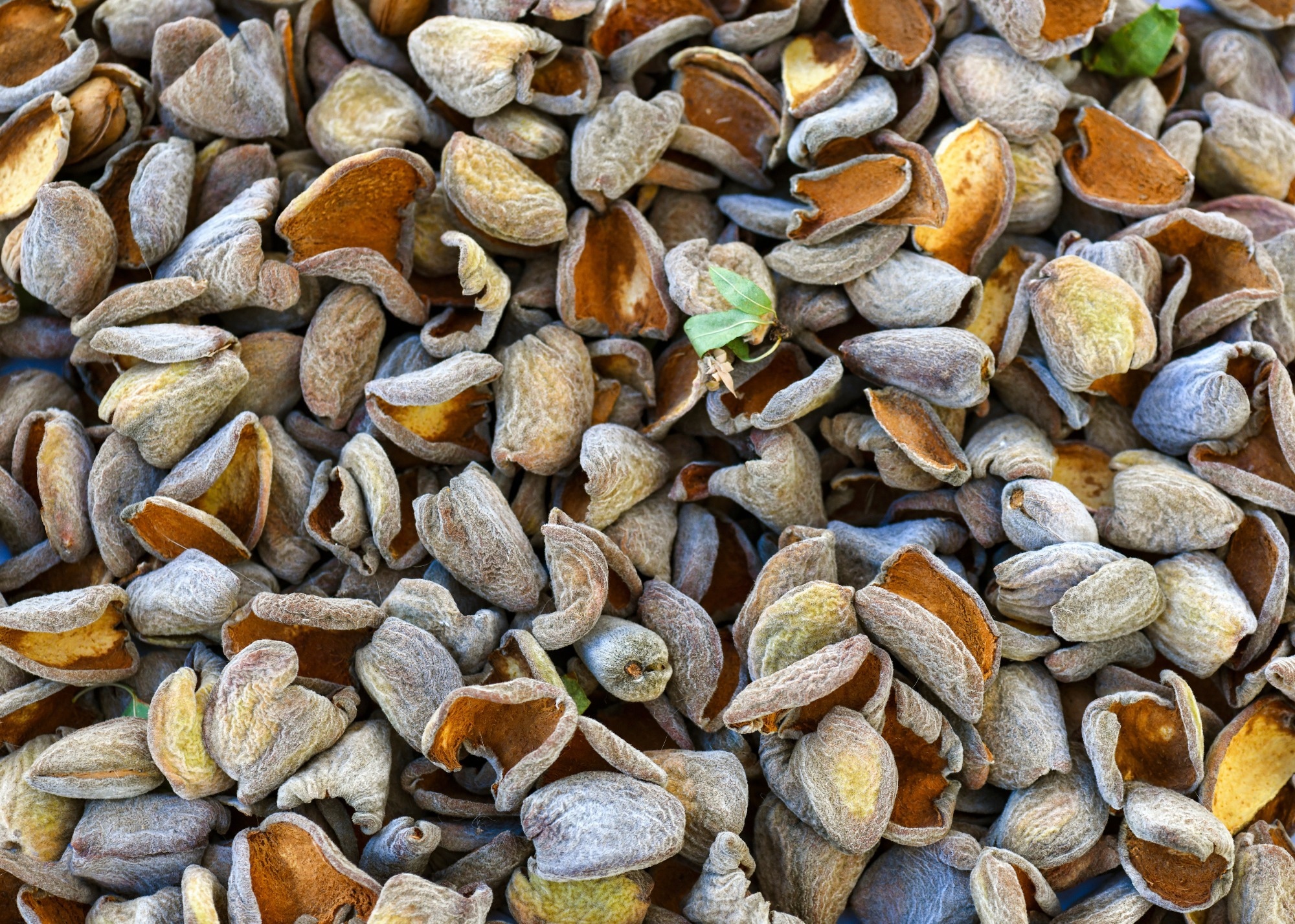 A close up image of almond shells in varying shades of brown.