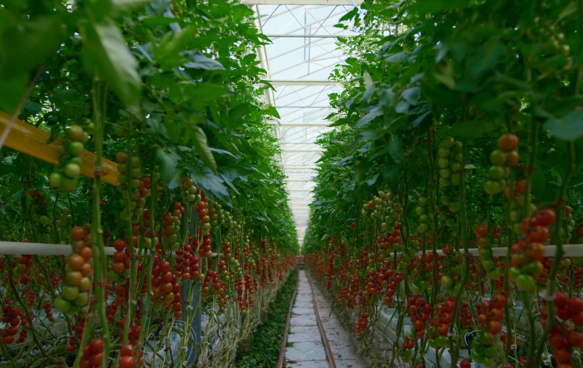 Tomato crop green house small tomatoes on the vine.