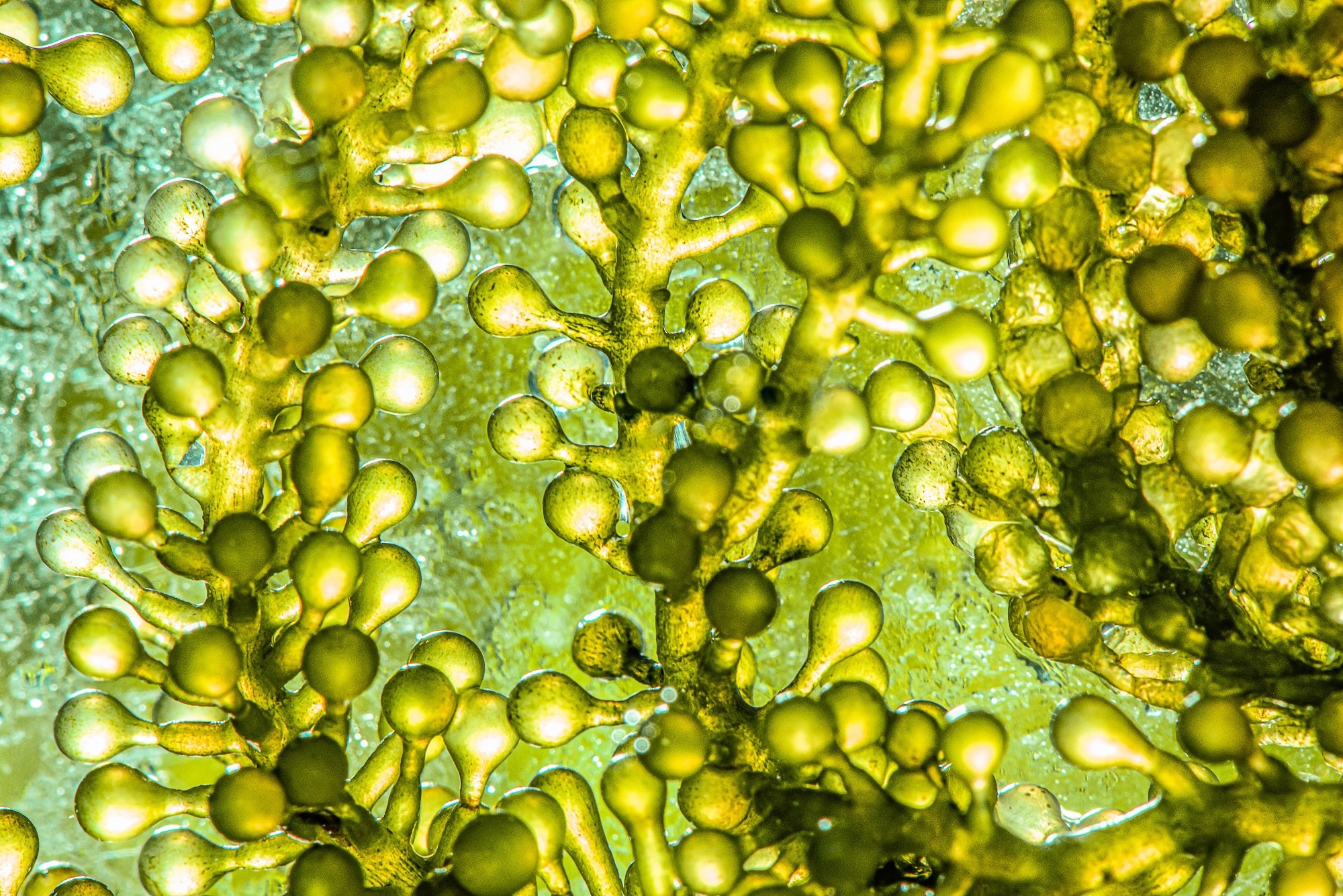 Up close image of algae, green and yellow hues.