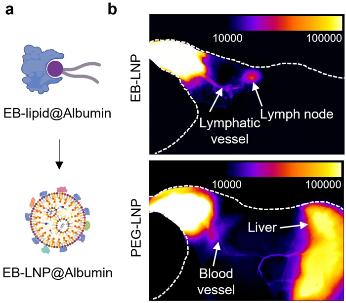 An albumin-recruiting lipid nanoparticle (EB-LNP) formulation promotes lymphatic drainage while avoiding liver accumulation compared to traditional LNP system (PEG-LNP). a, The molecular complex formed between EB-lipid and albumin. EB-lipid was employed to prepare EB-LNP using microfluidic device. b, In vivo fluorescence imaging of mice following intramuscular injection of EB-LNP or PEG-LNP labelled with a near-infrared probe, demonstrating the different biodistribution and tissue accumulation.