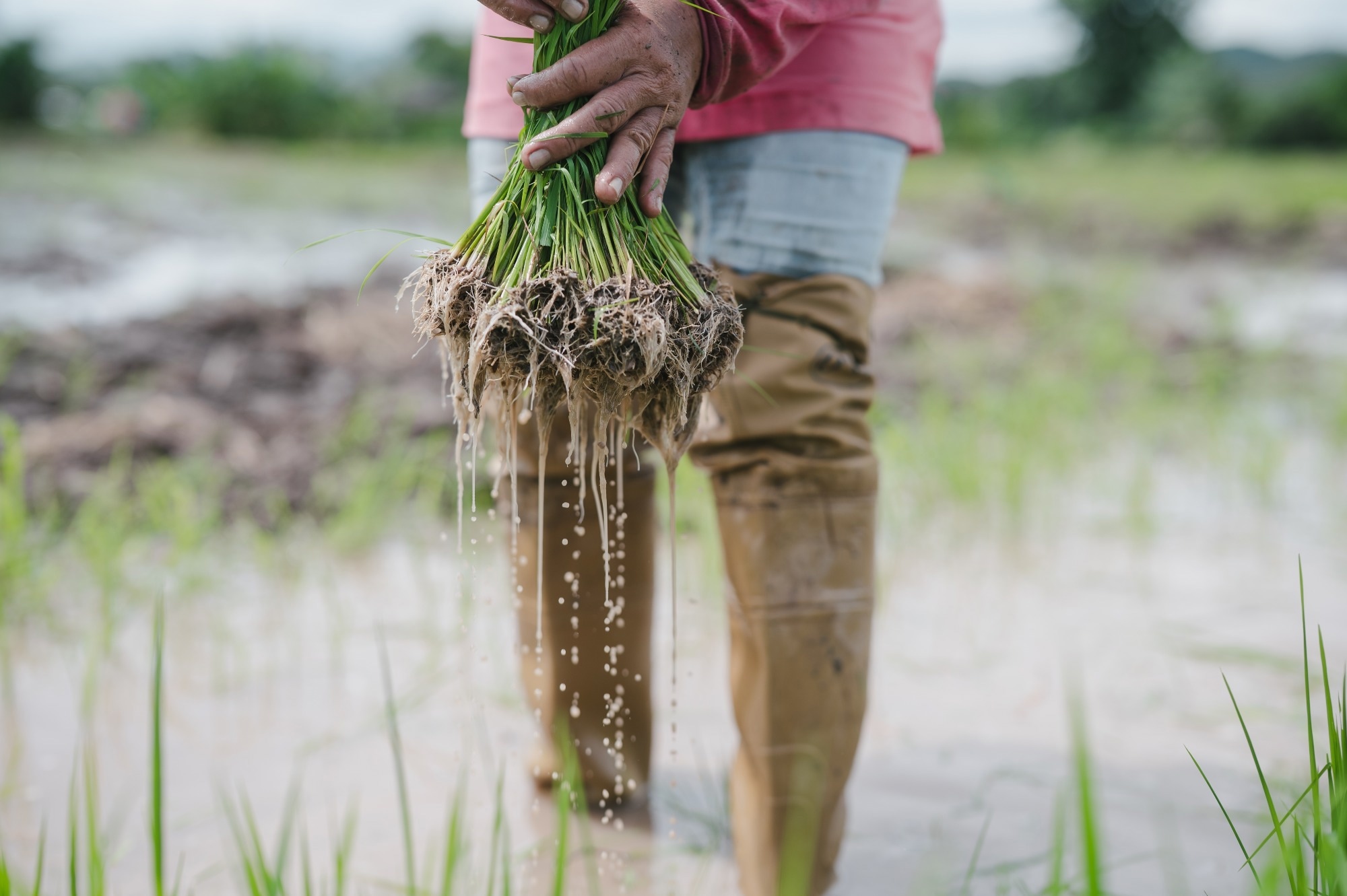 The men stand together, holding bunches of rice plants, symbolizing the beginning of the planting season.
