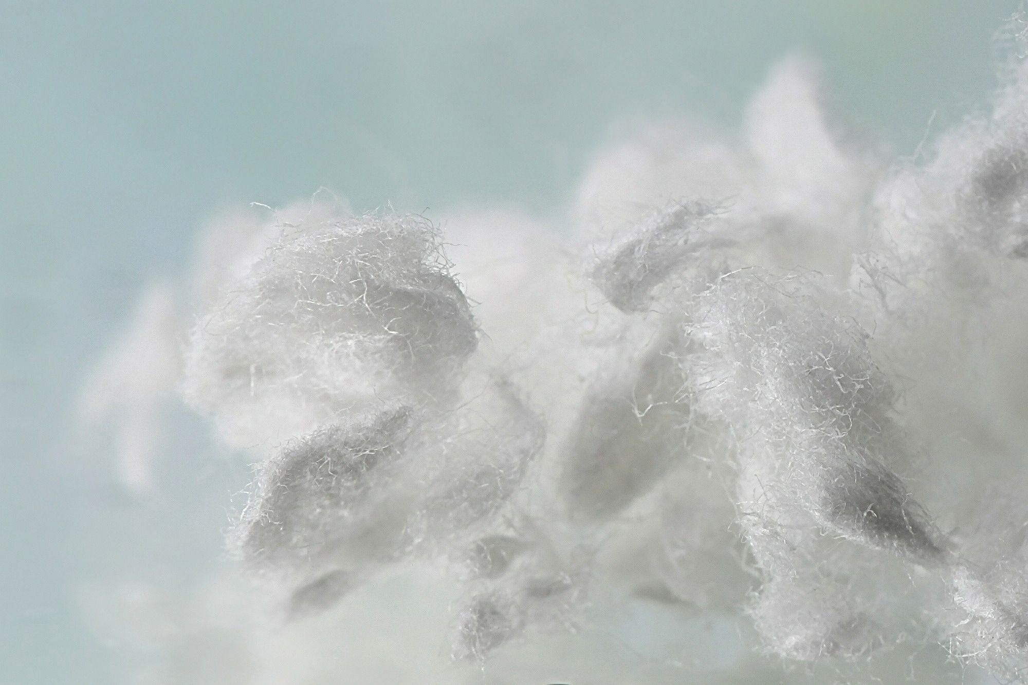white cellulose fibers, closeup