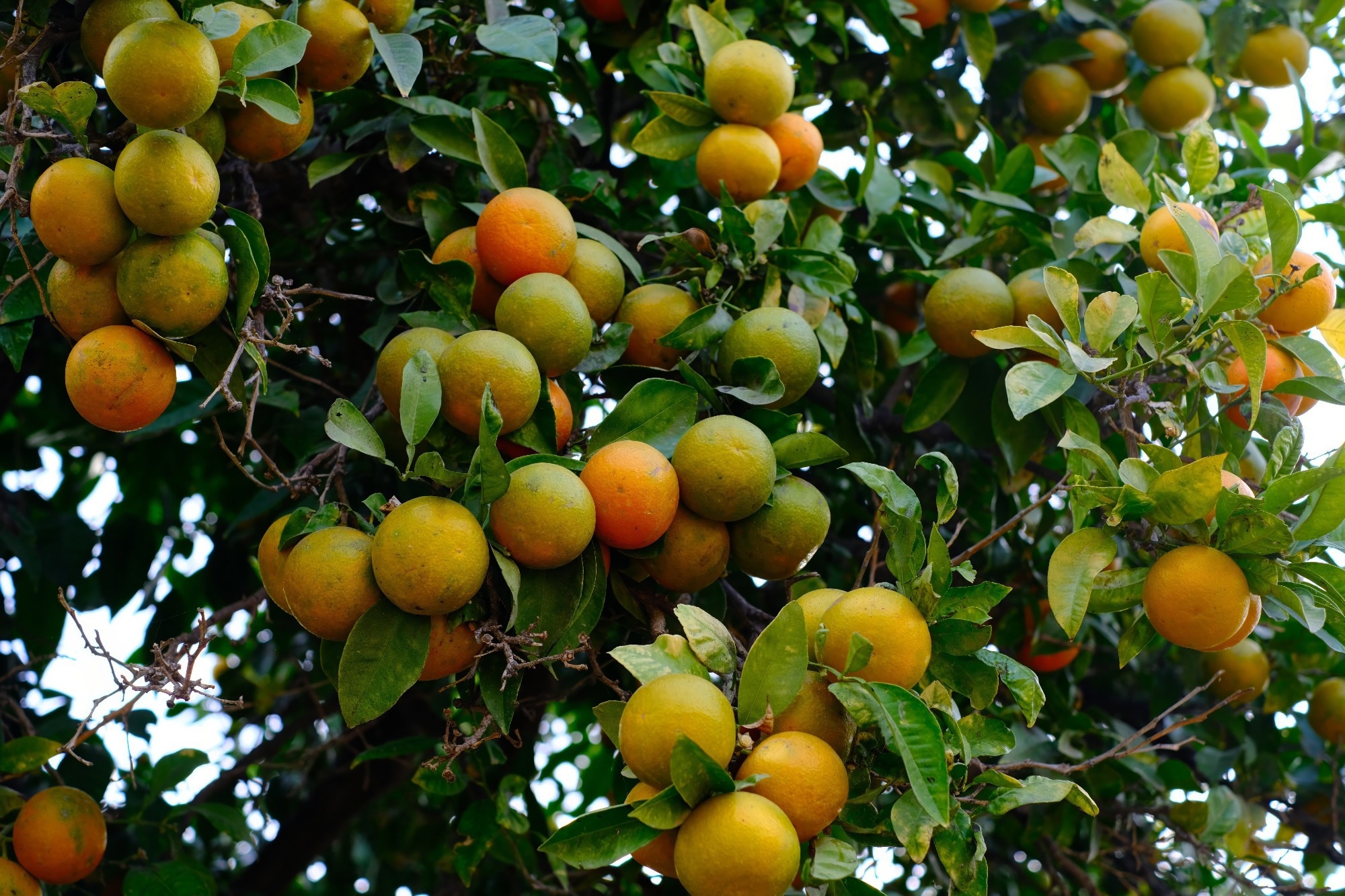 Orange Leaf Extract Produces Greener Antibacterial Nanoparticles