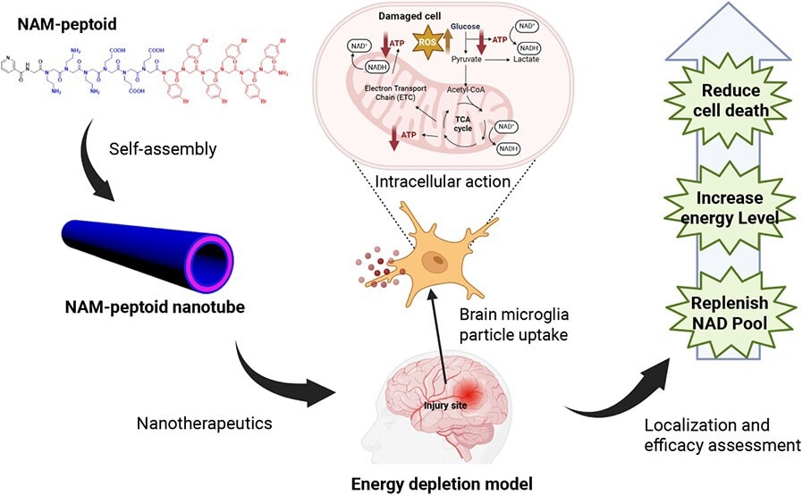 Nicotinamide Nanotubes Restore Brain Cell Energy After Acute Injury