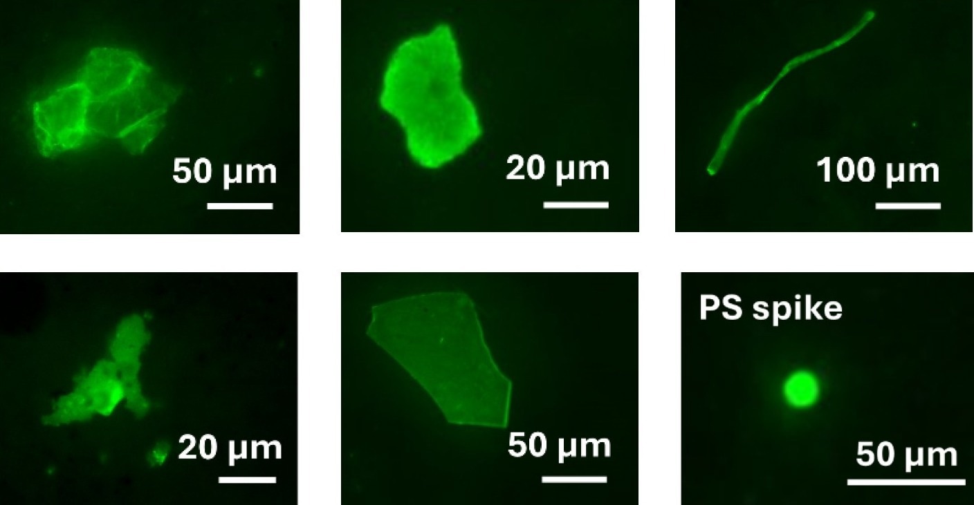 Morphological diversity of MPs visualized using fluorescence microscopy (Zeiss Axio Zoom.V16) equipped with a green fluorescent protein (GFP) filter (excitation/emission: 470/520 nm) following staining with Nile Red (5 mg L<sup>-</sup>¹ in hexane). Microscopy image of the sample acquired at 50× magnification (pixel size: 2.48 μm) Observed morphologies include fragments, films, and fibres, ranging from approximately 10 μm to 100 μm in size. “PS spike” denotes a control polystyrene sphere used in the recovery test.