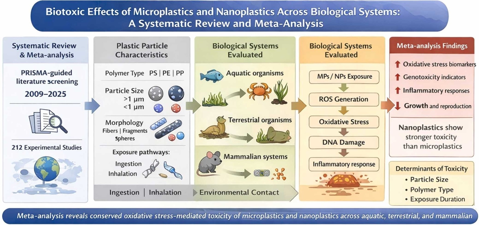 Review Links Smaller Nanoplastics to Greater Biological Stress Across Species