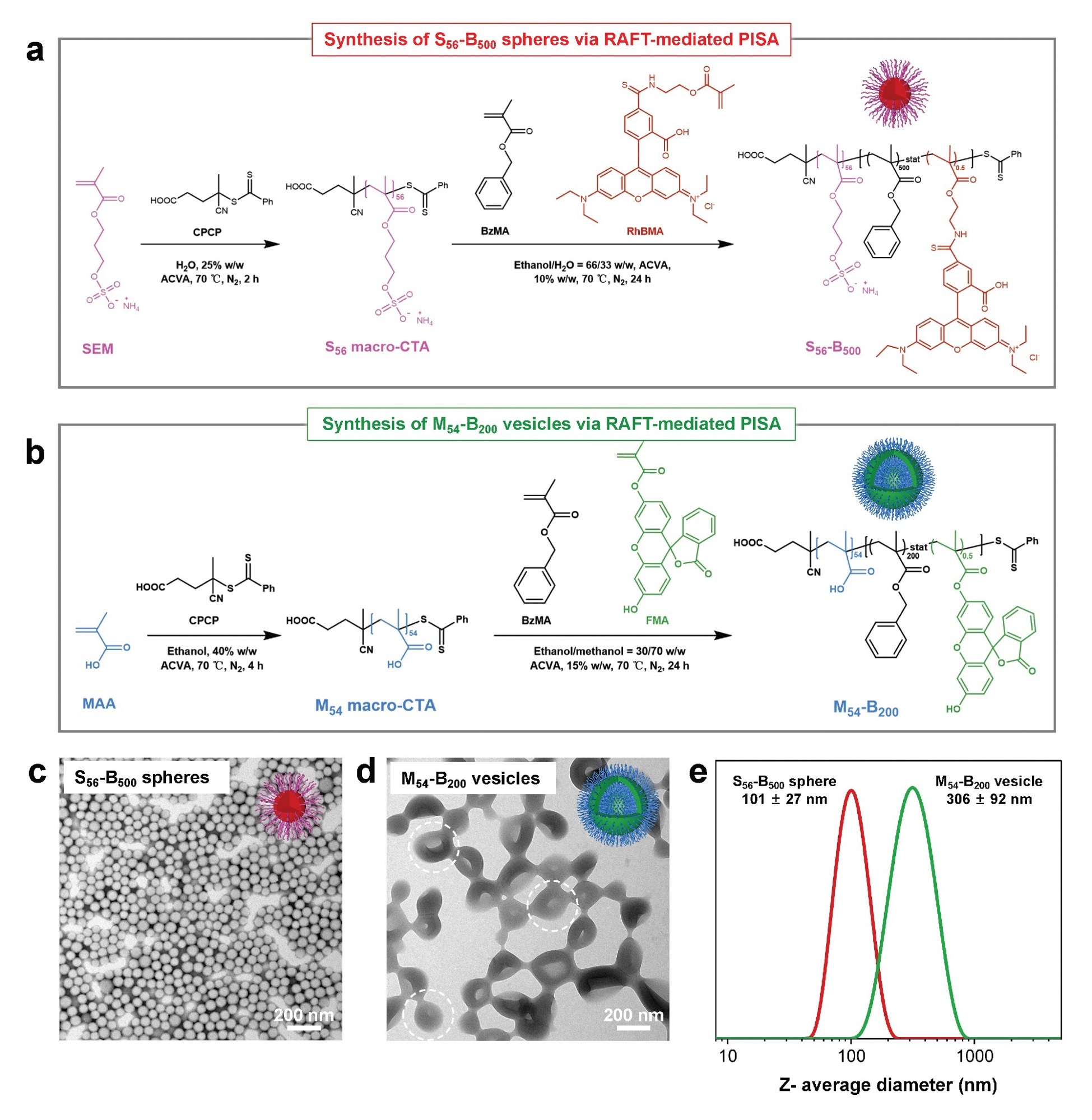 Controlled synthesis of diblock copolymer spheres or vesicles via RAFT-mediated PISA. a, Synthetic protocol for the preparation of rhodamine-functionalized poly(ammonium 2-sulfatoethyl methacrylate)56-block-poly(benzyl methacrylate)500 [S56-B500] spheres; b, Synthetic protocol for the preparation of fluorescein-functionalized poly(methacrylic acid)54-block-poly(benzyl methacrylate)200 [M54-B200] vesicles; c, TEM image of S56-B500 spheres; d, TEM image of M54-B200 vesicles. The dashed circles indicate individual vesicles. Their apparent aggregation is attributed to drying artifacts arising during TEM sample preparation; e, Particle size distributions for S56-B500 spheres and M54-B200 vesicles obtained from dynamic light scattering (DLS). Cartoons in c and d (top right) illustrate the corresponding copolymer morphologies.
