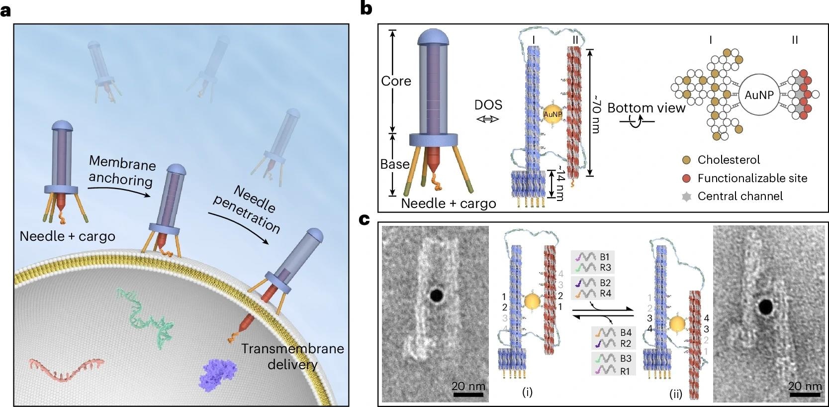 a, Conceptual illustration of the DOS’s operation on lipid membranes, highlighting two key steps: membrane anchoring and needle penetration. b, Schematic of the DOS architecture. The core consists of two antiparallel, 14-helix DNA origami bundles crosslinked by a 10-nm AuNP. The bottom of bundle I is appended with a multihelix, cholesterol-modified base for membrane binding. Bundle II features seven functionalizable sites at its bottom for cargo conjugation and serves as the needle, enclosing three ~2-nm central channels arranged in a honeycomb lattice. The scaffold strand passing through both bundles reinforces structural alignment, while preserving flexibility. Four rows of footholds are positioned along the inner surface of each bundle. c, AuNP-mediated reversible sliding between the two bundles, activated by toehold-mediated strand displacement upon the addition of DNA fuel strands. The AuNP binds to two foothold rows on each bundle, maintaining antiparallel alignment. Sliding is initiated by the simultaneous addition of specific DNA fuel strands. Blocking strands (B1–B4) release the AuNP from bound footholds, while removal strands (R1–R4) reactivate previously deactivated footholds, enabling AuNP binding. TEM images: (i) before and (ii) after two-step sliding.