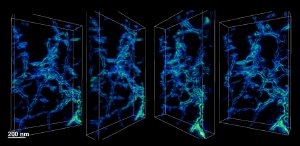 New Research Offers Clues to How Shells Grow in Nature