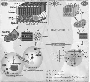 Scientists Present Design Strategy to Produce the Long-Sought Artificial Leaf
