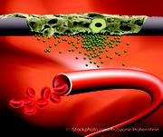 Stem Cells Stimulate Regeneration of Vascular Tissue to Allow for Optimised Integration of Textile Implants