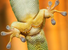 Reproduce Properties Found in Gecko's Footpad