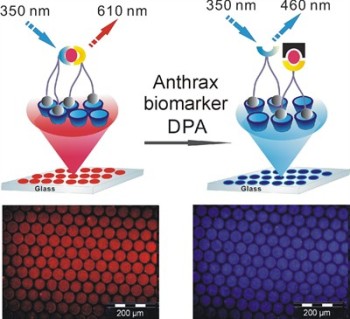 Nanotechnologists Develop New Sensor to Detect Anthrax Spores