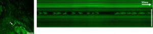 Harvard Scientists Develop New Microscopy Method to Capture Video at Subcellular Level