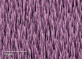 Researchers Develop First Fiber-Coupled Cryogenic Radiometer Using Carbon Nanotube Forest