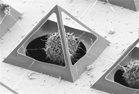 Micro Pyramids Capturing Living Cells