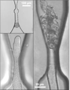 Nanobiotechnologists Devise Microchip to Study Sperm Cell Release