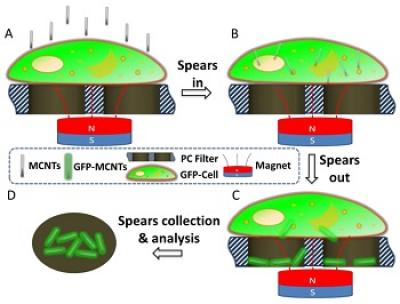 Researchers Employ Magnetized Carbon Nanotubes to Extract Biomolecules from Live Cells