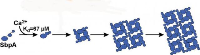 Researchers Uncover Key Details for Self-Assembly of Nanomaterials into Complex 2D and 3D Structures