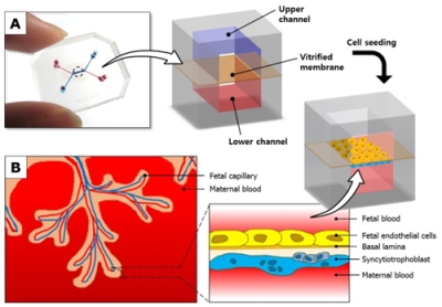 Placenta-on-a-Chip Helps Study Inner Workings of Human Placenta